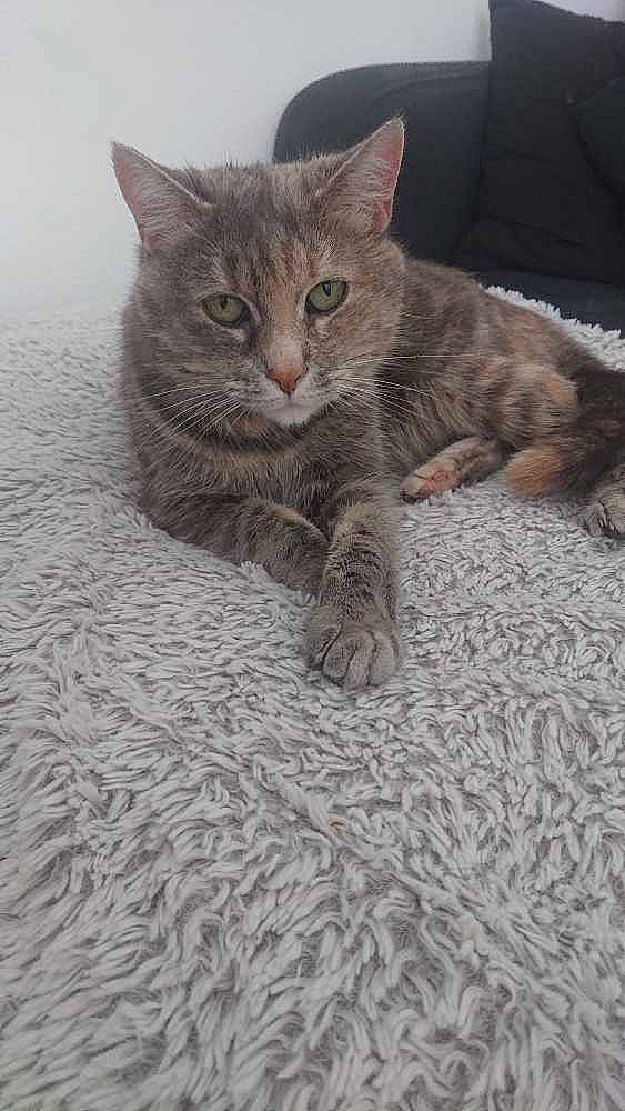 Chanel participe au concours pour gagner de l'argent avec cette photo : carnivore, cat, cat_supply, claw, comfort, domestic_short_haired_cat, fawn, felidae, flooring, foot, fur, grey, paw, sitting, small_to_medium_sized_cats, snout, tail, terrestrial_animal, toe, whiskers