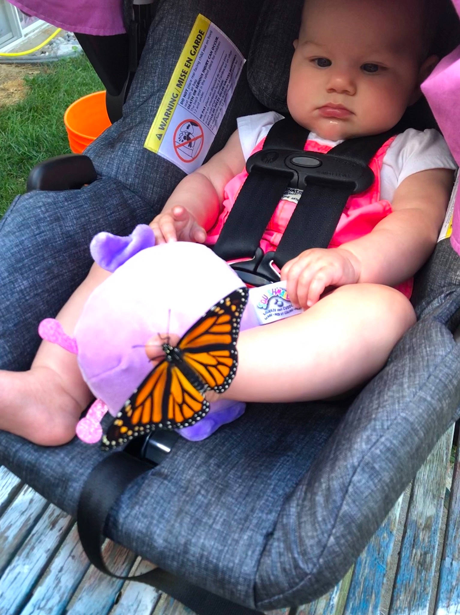 Georgina is registered to the contest to win money with this photo: baby, brush_footed_butterfly, butterfly, child, finger, hand, monarch_butterfly, moths_and_butterflies, nail, person, plant, play, toddler