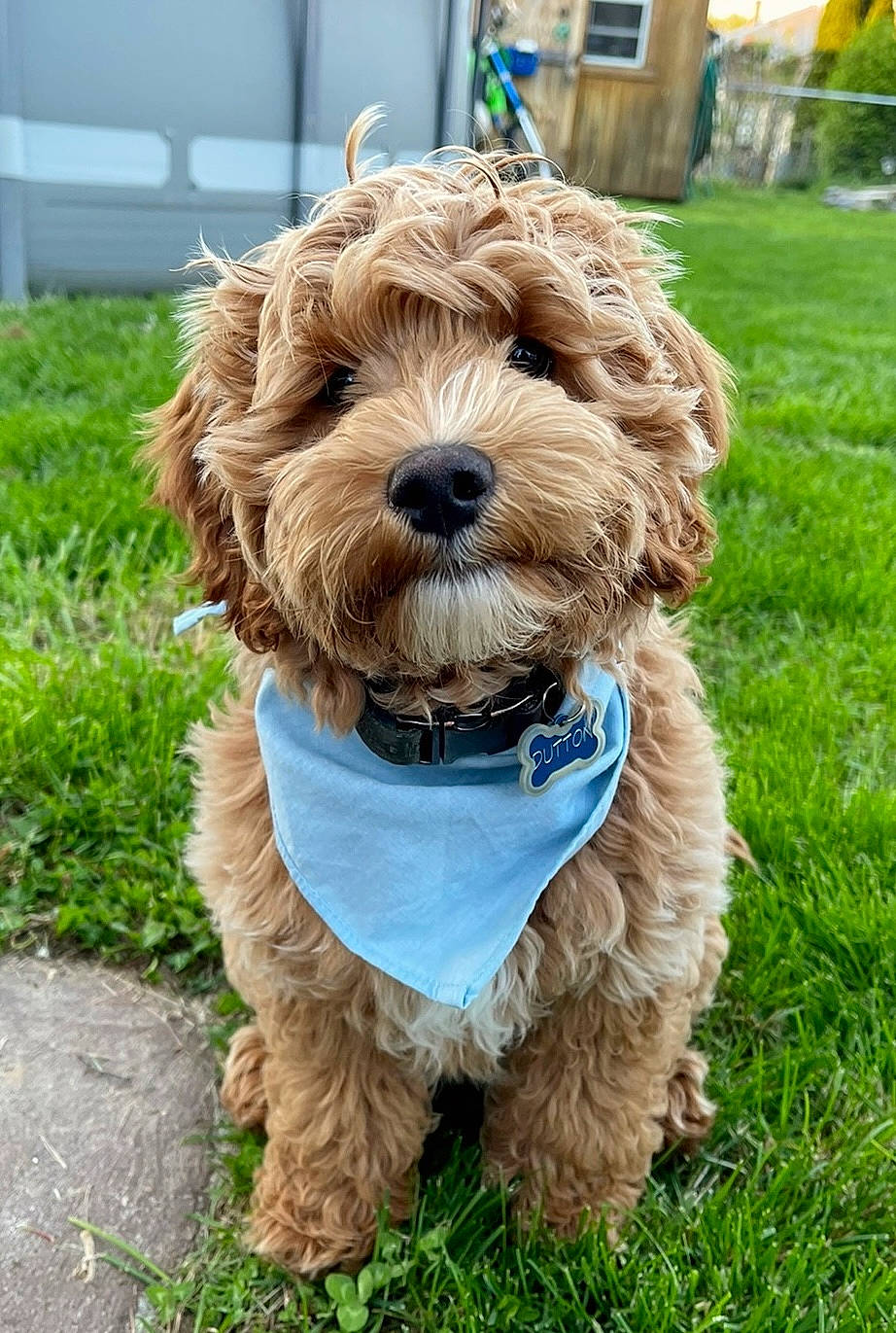 Dutton joined the competition — help win amazing prizes! canidae, carnivore, collar, companion_dog, dog, dog_breed, dog_collar, dog_supply, fashion_accessory, fur, grass, leash, liver, pet_supply, snout, sporting_group, terrier, toy_dog, water_dog, working_animal