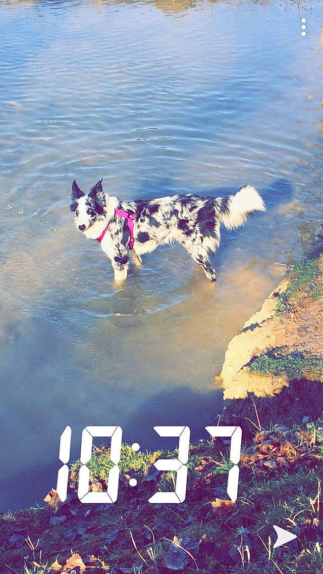 Naya a rejoint le concours — aidez-le/la à gagner de superbes lots ! akita, australian_cattle_dog, canidae, carnivore, dog, dog_breed, herding_dog, reflection, sky, sporting_group, working_dog