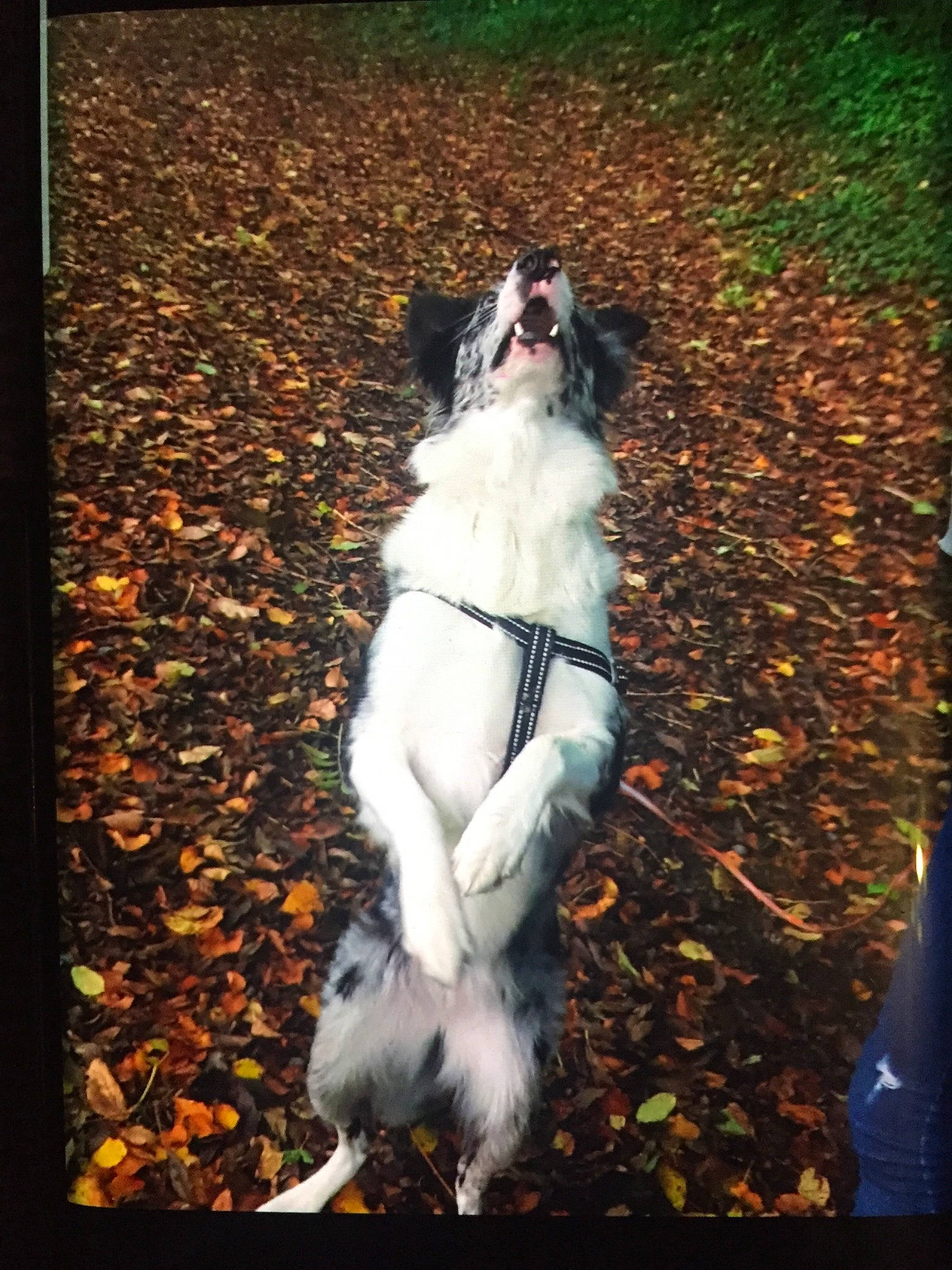 Naya a rejoint le concours — aidez-le/la à gagner de superbes lots ! canidae, carnivore, companion_dog, dog, dog_breed, leaf, phalene, shih_tzu, sporting_group, tail