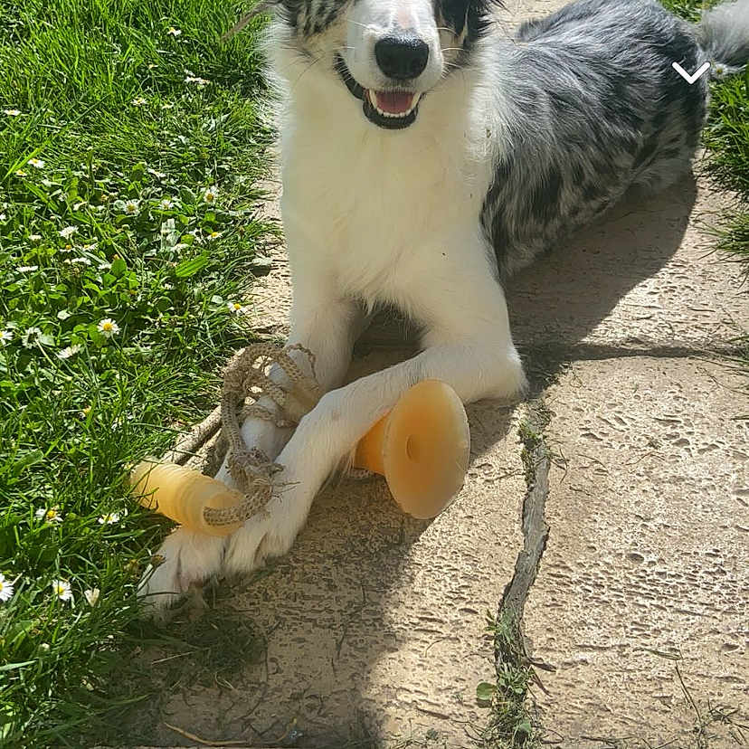 Moly participe au concours pour gagner de l'argent avec cette photo : animal, ball, canine, car, dog, grass, nature, outdoors, park, path, pet, plant, puppy, sport, tennis, tennisball, text, transportation, vehicle, walkway