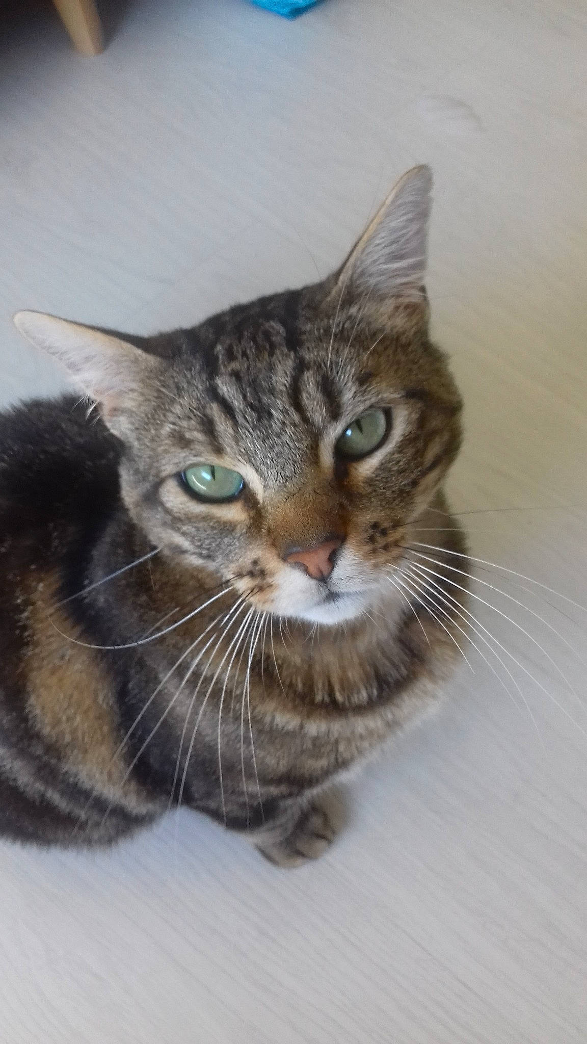 Loki participe au concours pour gagner de l'argent avec cette photo : aegean_cat, american_bobtail, american_shorthair, american_wirehair, asian, carnivore, cat, domestic_short_haired_cat, dragon_li, european_shorthair, eye, felidae, kitten, mammal, pixie_bob, small_to_medium_sized_cats, tabby_cat, toyger, vertebrate, whiskers