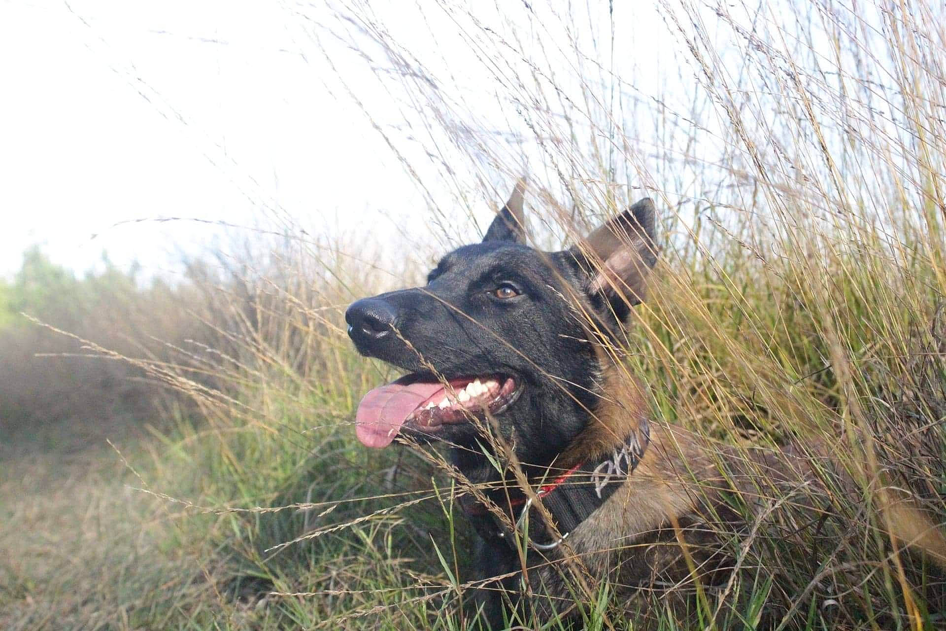 Phantom participe au concours pour gagner de l'argent avec cette photo : alano_espanol, alaunt, cane_corso, canidae, carnivore, cimarron_uruguayo, dog, dog_breed, dutch_shepherd_dog, fawn, grass, guard_dog, mammal, perro_de_presa_canario, snout, sporting_group, vertebrate, working_dog
