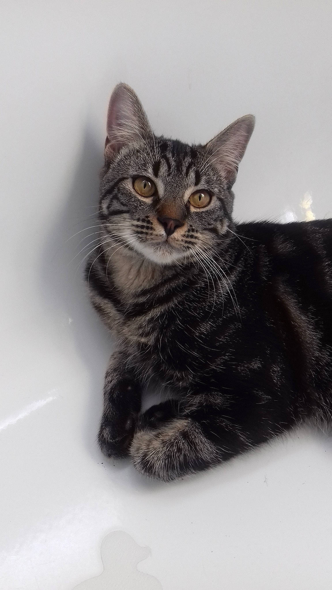 Opium a rejoint le concours — aidez-le/la à gagner de superbes lots ! american_shorthair, american_wirehair, asian, california_spangled, carnivore, cat, domestic_short_haired_cat, dragon_li, european_shorthair, felidae, fur, kitten, mammal, paw, small_to_medium_sized_cats, tabby_cat, whiskers