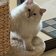 Flocki a rejoint le concours — aidez-le/la à gagner de superbes lots ! kitten, cat, fluffy, white_cat, blue_eyes, scratching_post, cat_tree, pet, cute, indoor, feline, young_cat, curious, soft_texture, home_interior, floor, rug, window, playful, animal