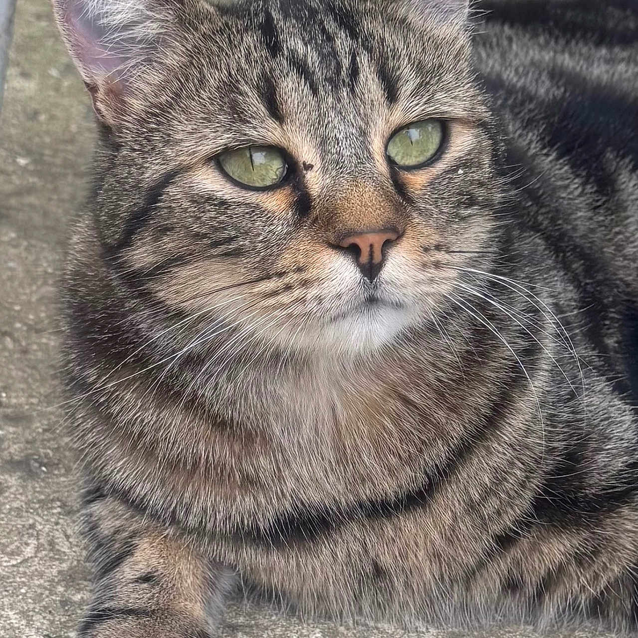 Tigrao a rejoint le concours — aidez-le/la à gagner de superbes lots ! animal, cat, closeup, concrete, cute, domestic_animal, feline, fur, green_eyes, mammal, nature, outdoor, paw, pet, portrait, relaxed, resting, striped, tabby, whiskers
