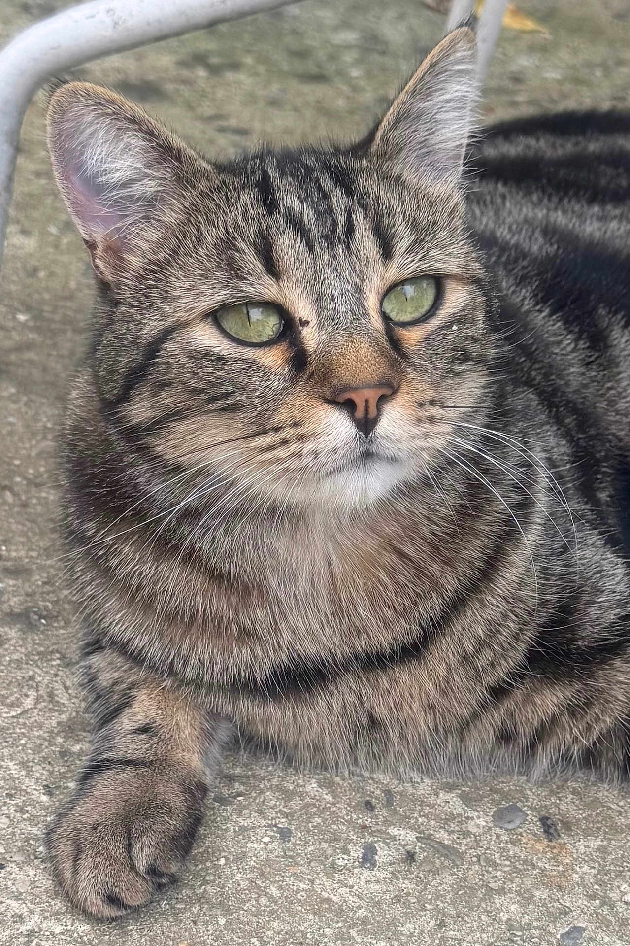 Tigrao a rejoint le concours — aidez-le/la à gagner de superbes lots ! cat, tabby, pet, animal, feline, green_eyes, whiskers, fur, closeup, outdoor, concrete, paw, relaxed, cute, mammal, striped, nature, resting, portrait, domestic_animal