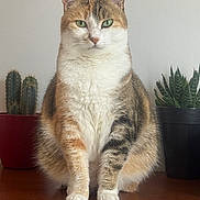 Ninette a rejoint le concours — aidez-le/la à gagner de superbes lots ! animal, cactus, calico_cat, cat, domestic_animal, feline, fur, green_eyes, houseplant, indoor, pet, plant_pot, potted_plant, quiet, sitting, still_life, succulent, table, whiskers, wooden_surface