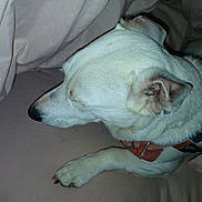 Neige participe au concours pour gagner de l'argent avec cette photo : animal, bed, blanket, canine, closeup, collar, cozy, dog, ear, fabric, fur, indoor, paw, pet, quiet, relaxed, resting, side_view, sleeping, white_dog