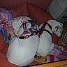 blanket, close_up, cozy, dog, dog_bed, domestic_animal, furniture, harness, home, indoor, leash, paw, pet, quiet, resting, sleeping, slippers, two_dogs, white_dog, wooden_floor