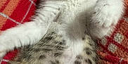 Tululumi is registered to the contest to win money with this photo: kitten, cat, animal, pet, feline, fur, paw, whiskers, eyes, blanket, plaid, red, orange, white, gray, spotted, cute, sleepy, cozy, indoor