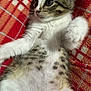 kitten, cat, animal, pet, feline, fur, paw, whiskers, eyes, blanket, plaid, red, orange, white, gray, spotted, cute, sleepy, cozy, indoor