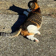 Tululumi joined the competition — help win amazing prizes! animal, cat, concrete, cute, daylight, feline, ground, mammal, nature, outdoor, pet, relaxing, resting, shadow, side_view, striped, sunlight, tabby, tail, white_paws