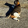 animal, cat, concrete, cute, daylight, feline, ground, mammal, nature, outdoor, pet, relaxing, resting, shadow, side_view, striped, sunlight, tabby, tail, white_paws