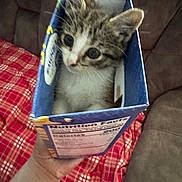 Tululumi joined the competition — help win amazing prizes! kitten, cat, box, hand, plaid_blanket, couch, curious, indoor, feline, close_up, pet, brown_tabby, white_fur, small, cute, animal, domestic, cozy, soft, young