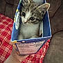 kitten, cat, box, hand, plaid_blanket, couch, curious, indoor, feline, close_up, pet, brown_tabby, white_fur, small, cute, animal, domestic, cozy, soft, young