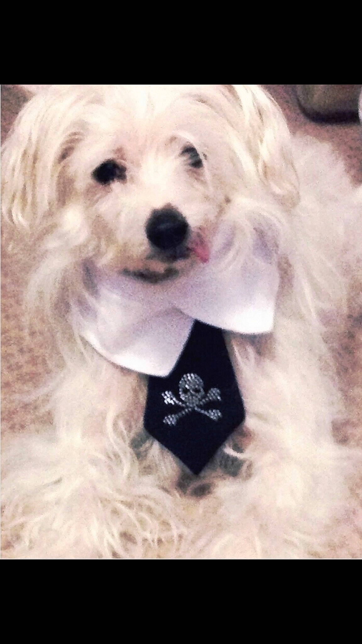 Remy is registered to the contest to win money with this photo: bichon, canidae, carnivore, cockapoo, companion_dog, coton_de_tulear, dog, dog_breed, dog_collar, havanese, maltepoo, maltese, morkie, non_sporting_group, puppy, puppy_love, rare_breed_dog, schnoodle, toy_dog, west_highland_white_terrier