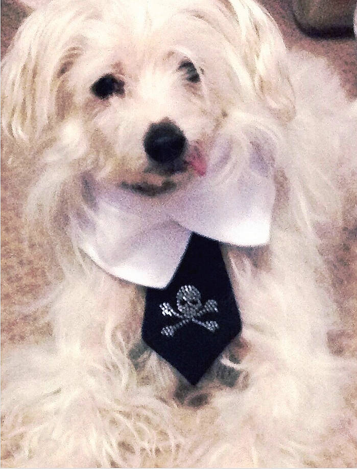 Remy joined the competition — help win amazing prizes! canidae, carnivore, cockapoo, companion_dog, coton_de_tulear, dog, dog_breed, havanese, lowchen, maltepoo, maltese, mammal, morkie, non_sporting_group, puppy, puppy_love, rare_breed_dog, schnoodle, tibetan_terrier, toy_dog