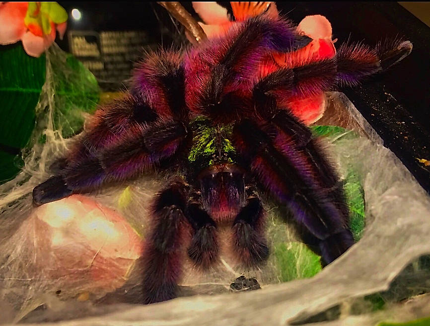Voodoo is registered to the contest to win money with this photo: arachnid, fictional_character, invertebrate, organism, plant, spider, tarantula