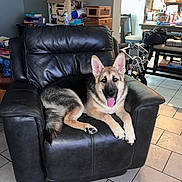 Axel is registered to the contest to win money with this photo: dog, german_shepherd, puppy, leather_chair, armchair, indoor, living_room, tile_floor, tongue_out, black_fur, tan_fur, pet, canine, furniture, household_items, wheelchair, books, box, happy, resting