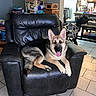 dog, german_shepherd, puppy, leather_chair, armchair, indoor, living_room, tile_floor, tongue_out, black_fur, tan_fur, pet, canine, furniture, household_items, wheelchair, books, box, happy, resting