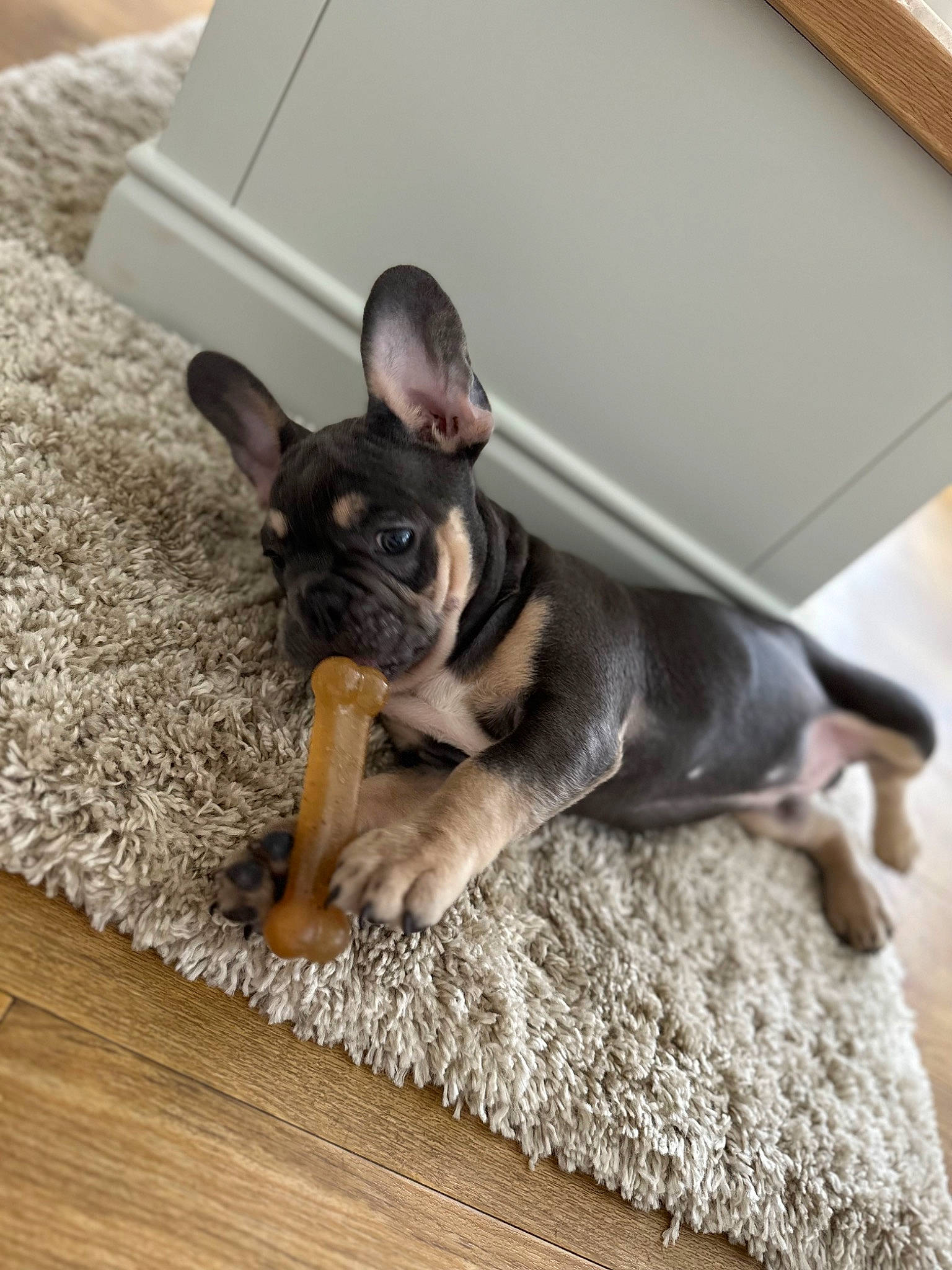 Hugo is registered to the contest to win money with this photo: bulldog, canidae, carnivore, comfort, companion_dog, dog, dog_breed, ear, fawn, flooring, french_bulldog, hardwood, non_sporting_group, sporting_group, tail, terrestrial_animal, toy_dog, whiskers, wood, working_animal