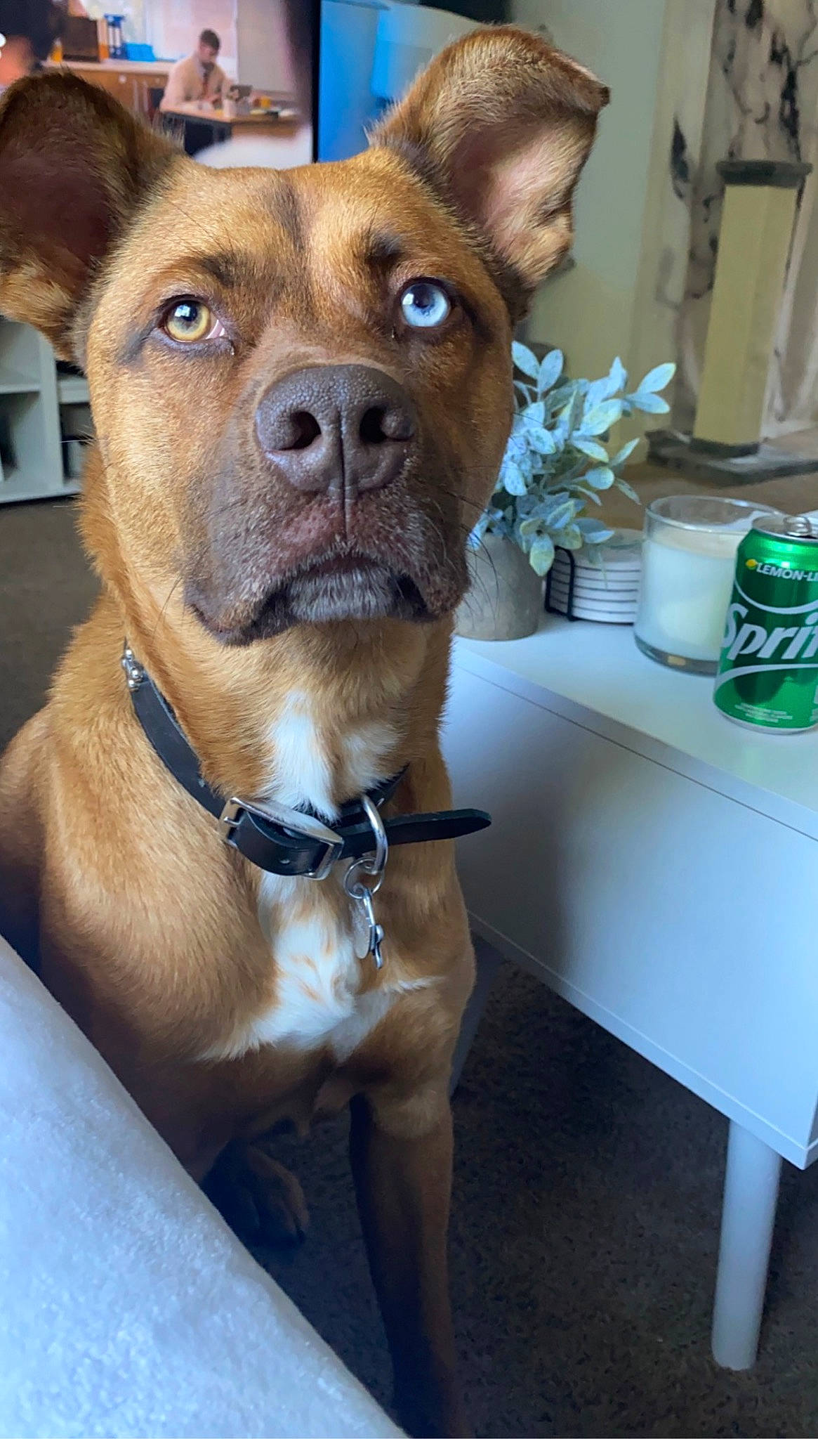 Asher is registered to the contest to win money with this photo: canidae, carnivore, collar, companion_dog, dog, dog_breed, dog_collar, dog_supply, fawn, flower, fur, guard_dog, houseplant, snout, sporting_group, tin_can, water_bottle, whiskers, working_animal, working_dog