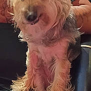 Gabby Rue is registered to the contest to win money with this photo: dog, scruffy, fur, pet, leather_chair, tattoo, person, arm, casual, indoor, seated, curious, animal, companion, furry, small_dog, portrait, looking, cute, home