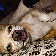 Angie is registered to the contest to win money with this photo: dog, pet, close_up, lying_down, blanket, cozy, indoor, cute, small_dog, tongue_out, relaxed, animal, furry, sleepy, plush_toy, patterned_blanket, face, whiskers, paw, nose