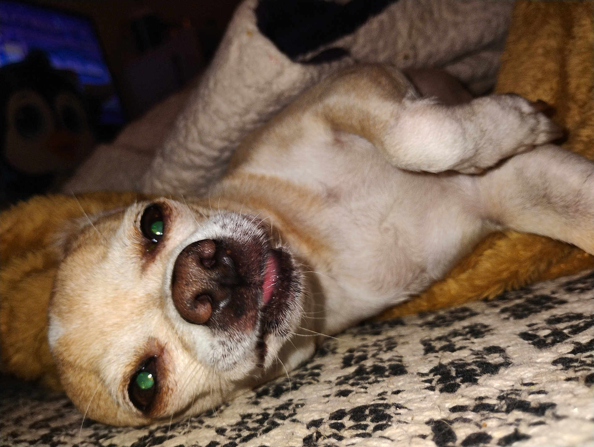 Angie is registered to the contest to win money with this photo: dog, pet, close_up, lying_down, blanket, cozy, indoor, cute, small_dog, tongue_out, relaxed, animal, furry, sleepy, plush_toy, patterned_blanket, face, whiskers, paw, nose