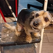Gabby joined the competition — help win amazing prizes! dog, small_dog, step_stool, indoor, floor, chair, metal, pet, curious, looking_up, household, blur, candid, fur, animal, domestic_animal, brown_fur, black_fur, legs, ears