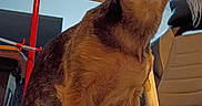Gabby is registered to the contest to win money with this photo: dog, pet, indoor, mop, furniture, chair, curious, brown_fur, small_dog, looking_up, floor, wood, household, animal, ears, snout, legs, whiskers, light, shadow