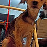 dog, pet, indoor, mop, furniture, chair, curious, brown_fur, small_dog, looking_up, floor, wood, household, animal, ears, snout, legs, whiskers, light, shadow