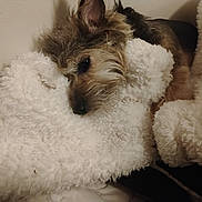 Gabby joined the competition — help win amazing prizes! dog, sleeping, blanket, cozy, fur, pet, animal, indoors, resting, cute, snuggled, soft, brown, white, fur_texture, relaxed, comfort, companion, closeup, warm