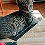 Canaillou a rejoint le concours — aidez-le/la à gagner de superbes lots ! animal, booklet, cat, closeup, cozy, cute, daylight, domestic_cat, furniture, indoor, kitten, parquet_floor, pet, relaxed, resting, striped_fur, sunlight, tabby, wooden_table, young_cat