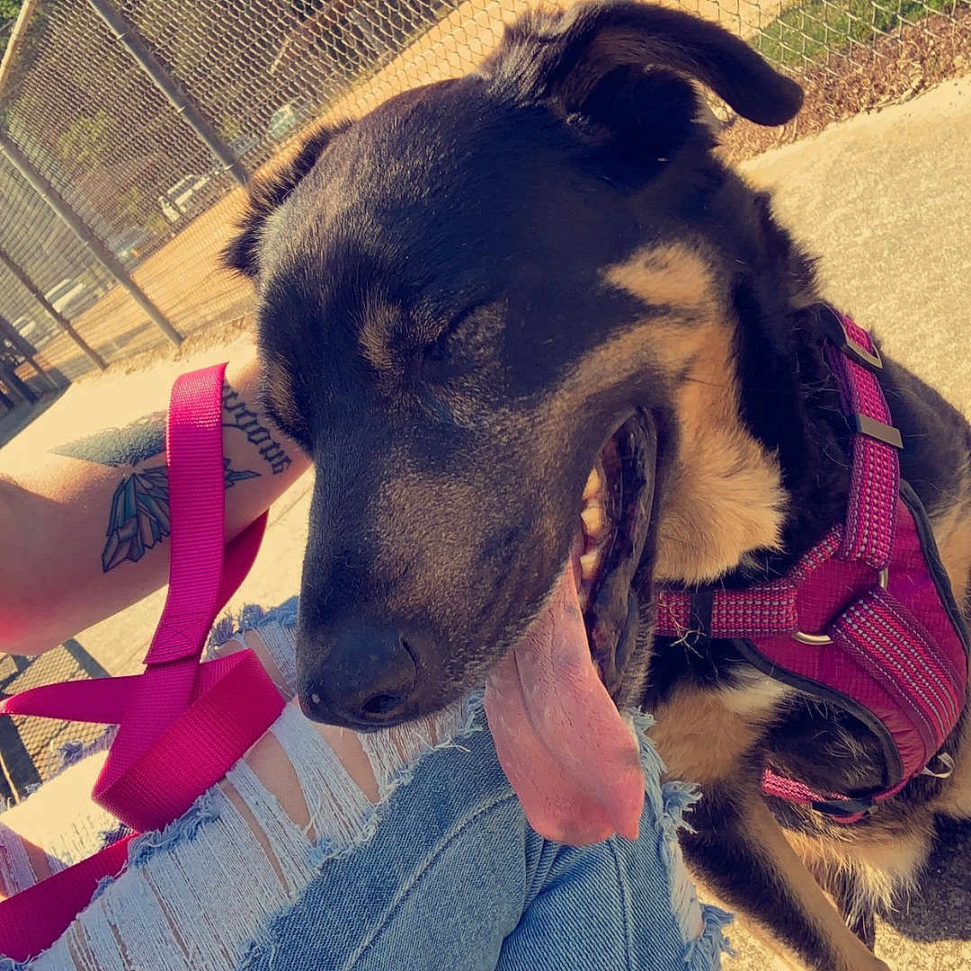 Sadie joined the competition — help win amazing prizes! accessories, animal, canine, clothing, den, dog, doghouse, fence, footwear, harness, hound, husky, jeans, leash, pants, pet, puppy, sandal, shoe, strap