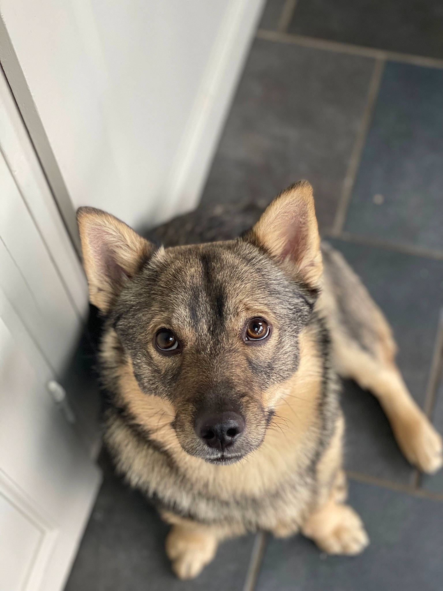 Twist a rejoint le concours — aidez-le/la à gagner de superbes lots ! ancient_dog_breeds, canidae, canis, carnivore, companion_dog, dog, dog_breed, domestic_short_haired_cat, fawn, flooring, fur, sled_dog, snout, sporting_group, terrestrial_animal, whiskers, wildlife, wolf, working_animal, working_dog