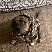 Minnie joined the competition — help win amazing prizes! animal, bedspread, brindle, brown, canine, carpet, clothing, companion, cozy, cute, dog, domestic, floor, hoodie, indoor, looking_up, patterned, pet, small_dog, white_paws