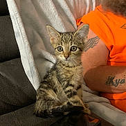 Nala is registered to the contest to win money with this photo: kitten, cat, tabby, couch, blanket, person, tattoo, orange_shirt, remote_control, smartphone, indoor, pet, animal, feline, young_cat, domestic_animal, curious, seated, cozy, living_room