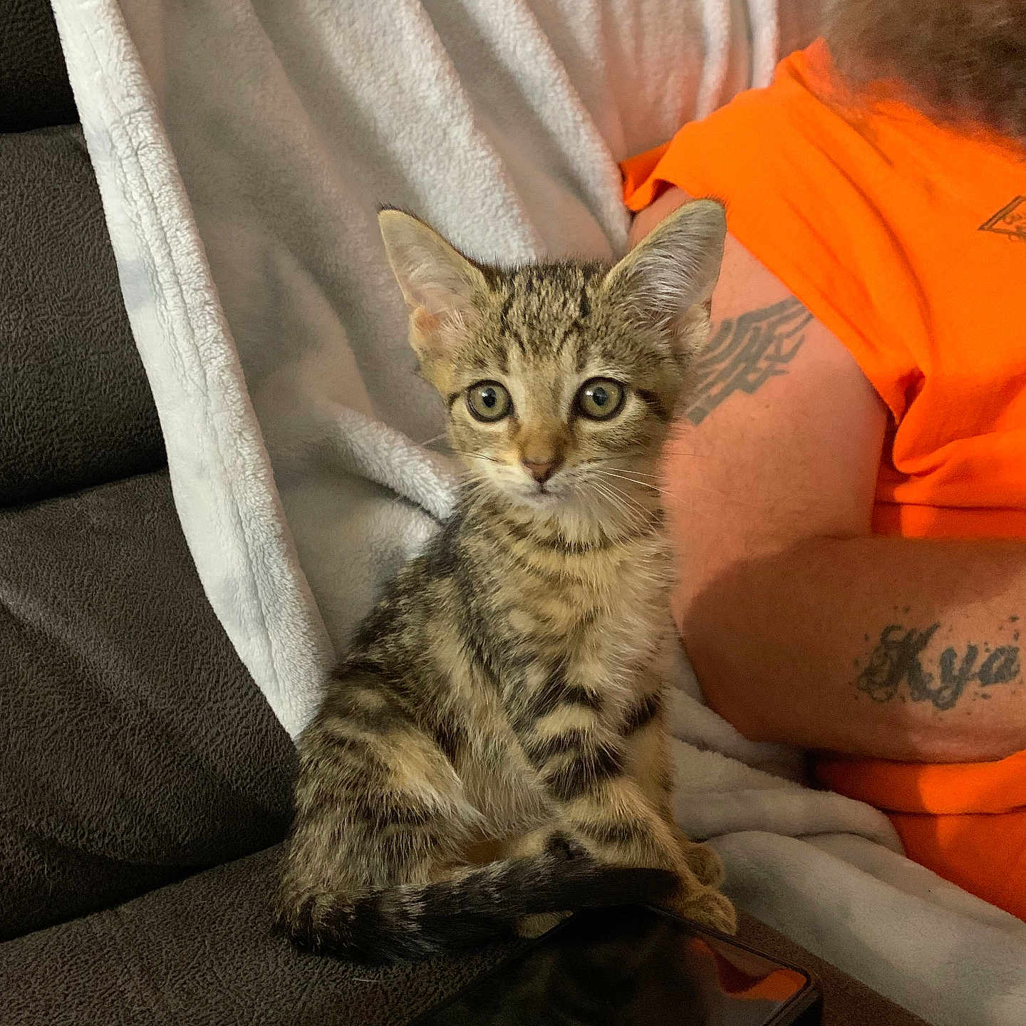Nala is registered to the contest to win money with this photo: animal, blanket, cat, couch, cozy, curious, domestic_animal, feline, indoor, kitten, living_room, orange_shirt, person, pet, remote_control, seated, smartphone, tabby, tattoo, young_cat