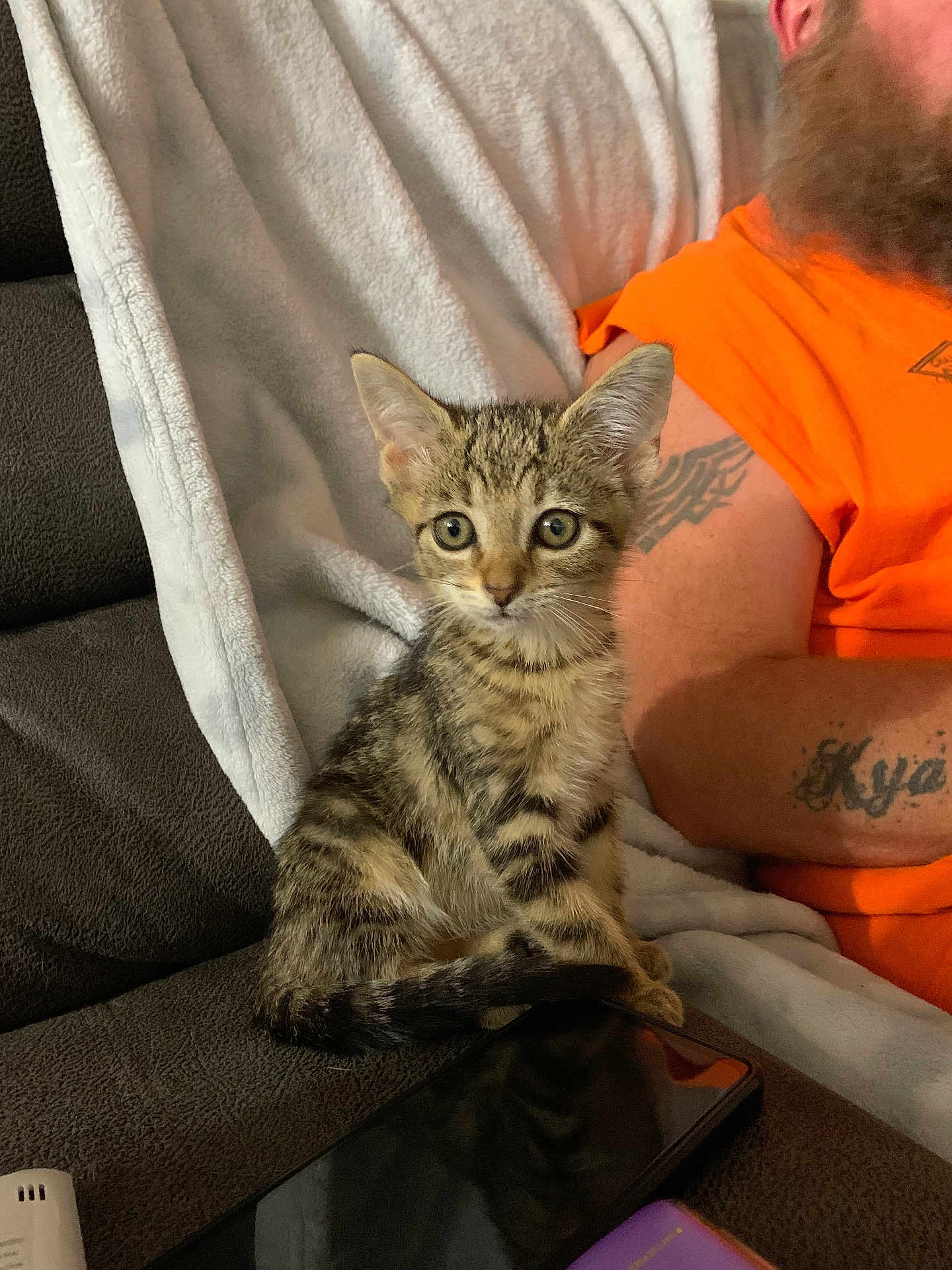 Nala is registered to the contest to win money with this photo: kitten, cat, tabby, couch, blanket, person, tattoo, orange_shirt, remote_control, smartphone, indoor, pet, animal, feline, young_cat, domestic_animal, curious, seated, cozy, living_room