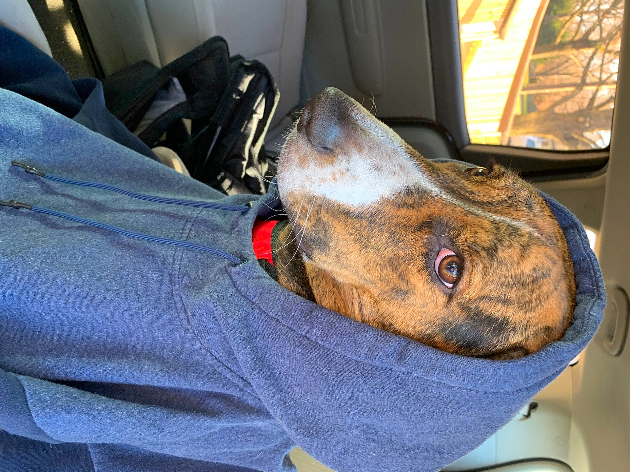 Lucy joined the competition — help win amazing prizes! auto_part, canidae, carmine, carnivore, collar, comfort, companion_dog, dog, dog_breed, electric_blue, fawn, hat, helmet, jaw, personal_protective_equipment, snout, sporting_group, vehicle_door, whiskers, working_animal