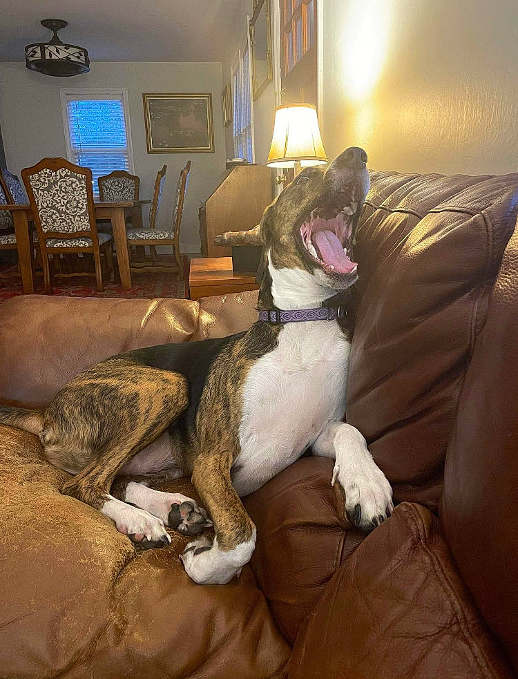 Lucy joined the competition — help win amazing prizes! carnivore, chair, comfort, companion_dog, couch, dog, dog_breed, felidae, floor, flooring, furniture, hardwood, human_leg, lamp, living_room, mammal, picture_frame, textile, window, wood