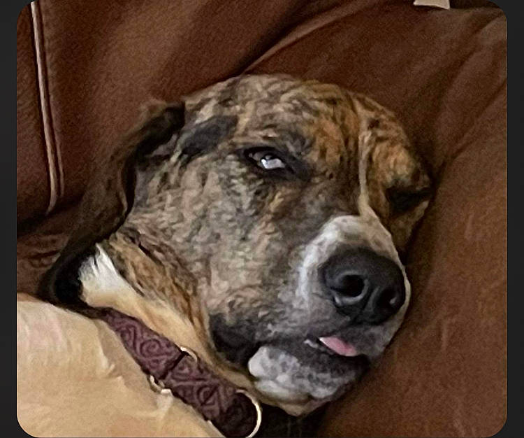 Lucy joined the competition — help win amazing prizes! ancient_dog_breeds, canidae, carnivore, cimarron_uruguayo, companion_dog, dog, dog_breed, fur, guard_dog, non_sporting_group, rectangle, snout, terrestrial_animal, treeing_tennessee_brindle, whiskers, working_animal, working_dog