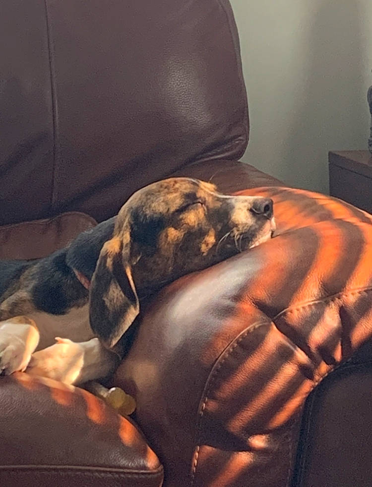 Lucy is registered to the contest to win money with this photo: armrest, carnivore, comfort, companion_dog, couch, dog, dog_breed, fawn, felidae, flooring, fur, furniture, human_leg, linens, mammal, sporting_group, tints_and_shades, whiskers, wood, working_animal