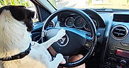 Bandit a rejoint le concours — aidez-le/la à gagner de superbes lots ! dog, car, steering_wheel, person, lap, parking_lot, window, dashboard, gear_shift, seat, collar, black_and_white_dog, daylight, vehicle_interior, hand, clothing, outdoor, fence, trees, road