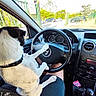 dog, car, steering_wheel, person, lap, parking_lot, window, dashboard, gear_shift, seat, collar, black_and_white_dog, daylight, vehicle_interior, hand, clothing, outdoor, fence, trees, road