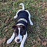 Bandit participe au concours pour gagner de l'argent avec cette photo : puppy, dog, grass, security_shirt, pet, young_dog, outdoor, animal, cute, white_paws, black_and_white, lying_down, curious, guard, nature, playful, fur, canine, small_dog, alert