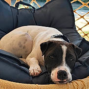 Bandit participe au concours pour gagner de l'argent avec cette photo : dog, black_and_white, resting, cushion, woven_chair, rope, outdoor, pet, canine, relaxed, sleepy, close_up, animal, fur, collar, paw, nose, ears, background, daylight